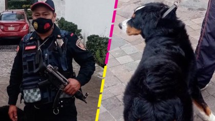 policia-evita-atropellen-perrito-cuajimalpa
