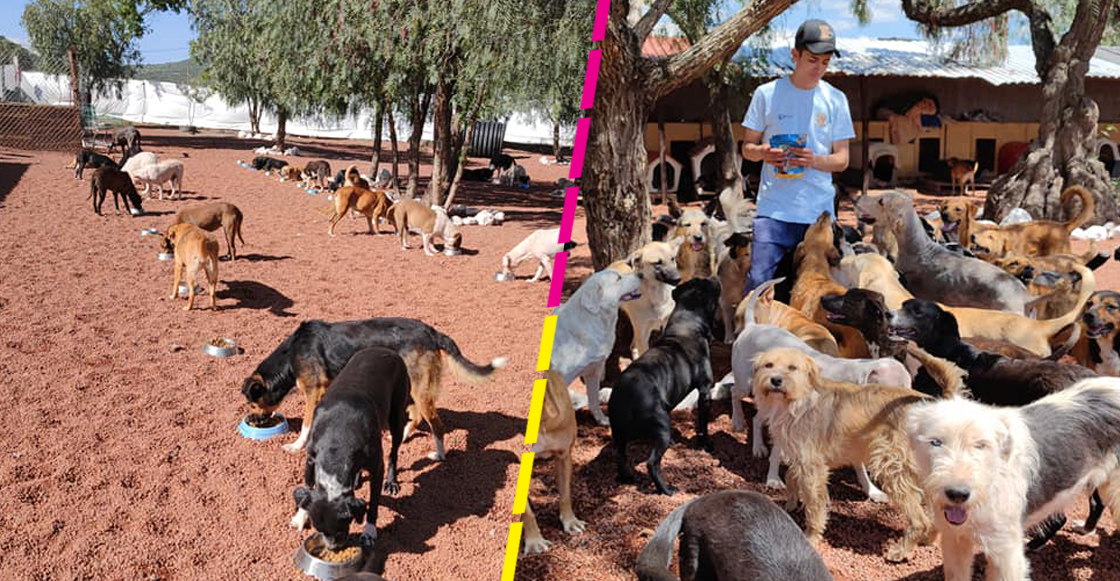 refugio-perros-xolin