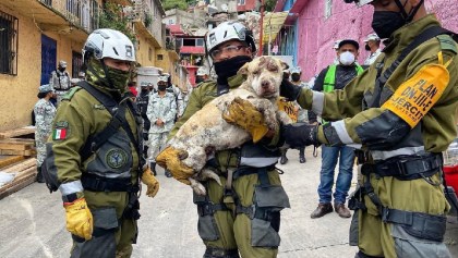 Rescatan con vida a una perrita que quedó atrapado en el Cerro del Chiquihuite