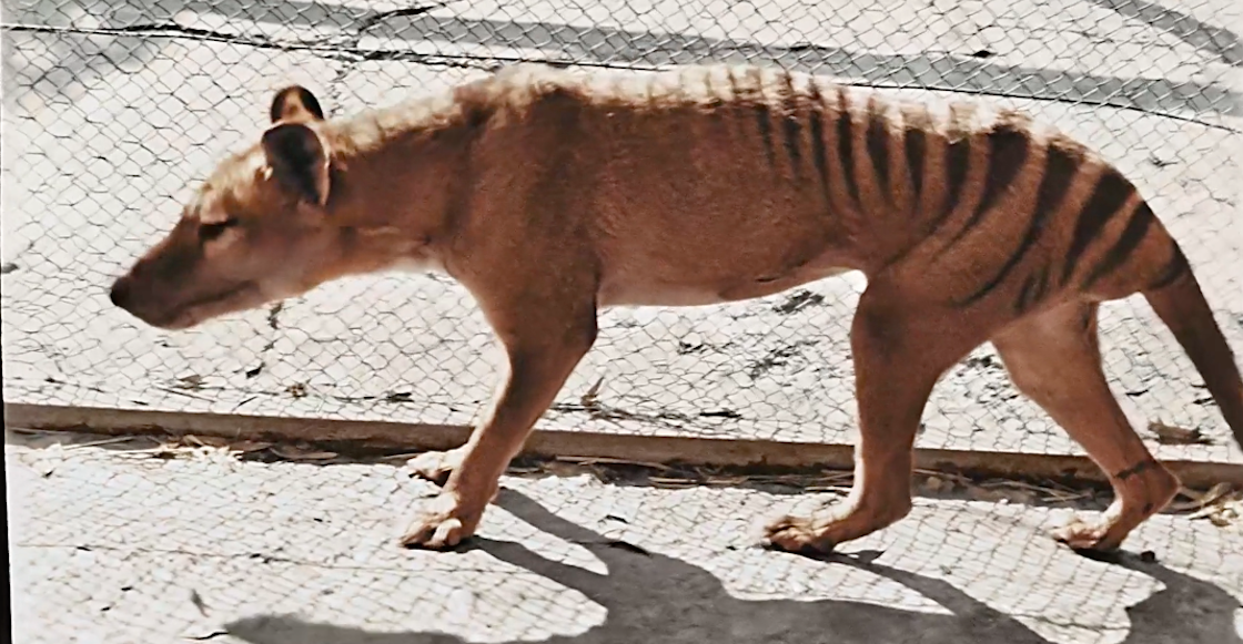 tigre-de-tasmania-ultimas-imagenes-video-colorizado-hd-australia-marsupial-carnivoro-03