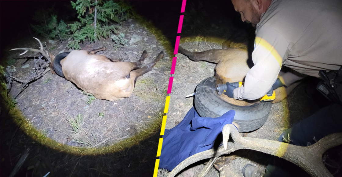 alce-llanta-cuello-estados-unidos