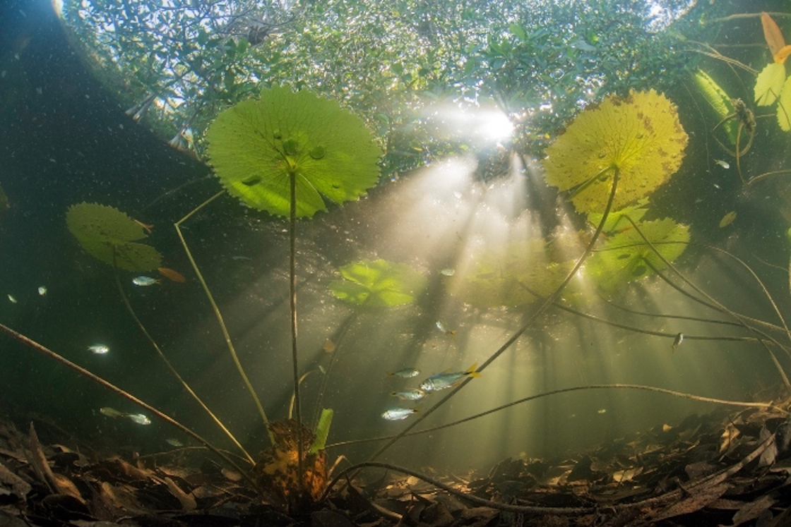 bosque-manglares-antiguo-mexico