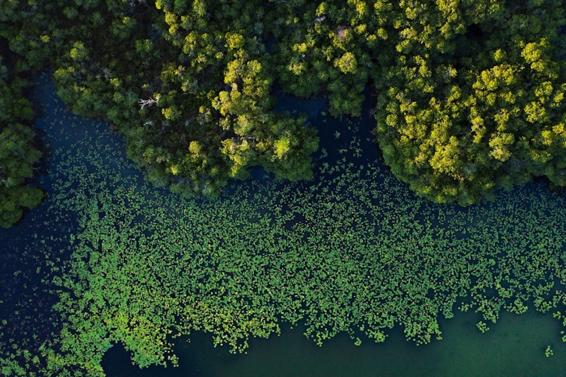 bosque-manglares-enorme-mexico-guatemala