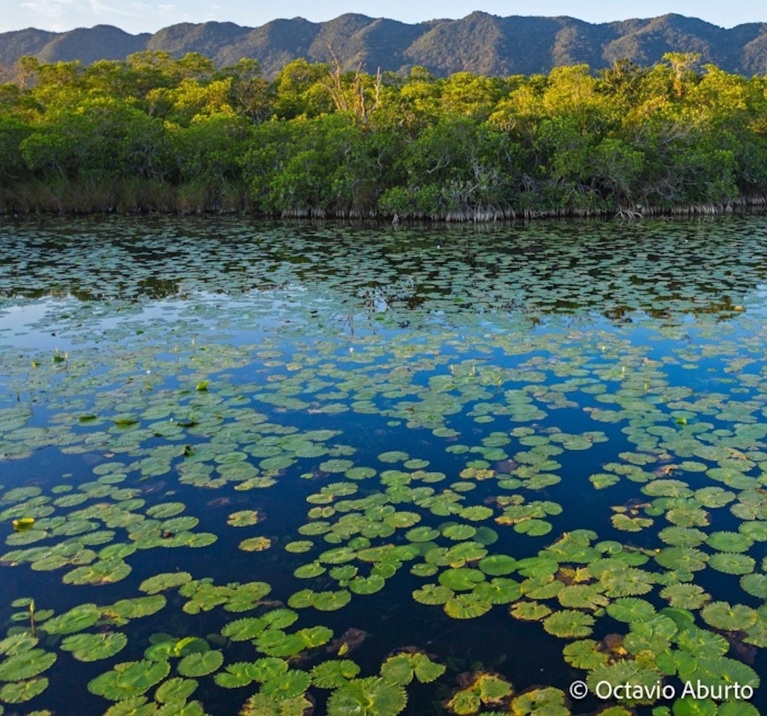 bosque-manglares-mexico-guatemala