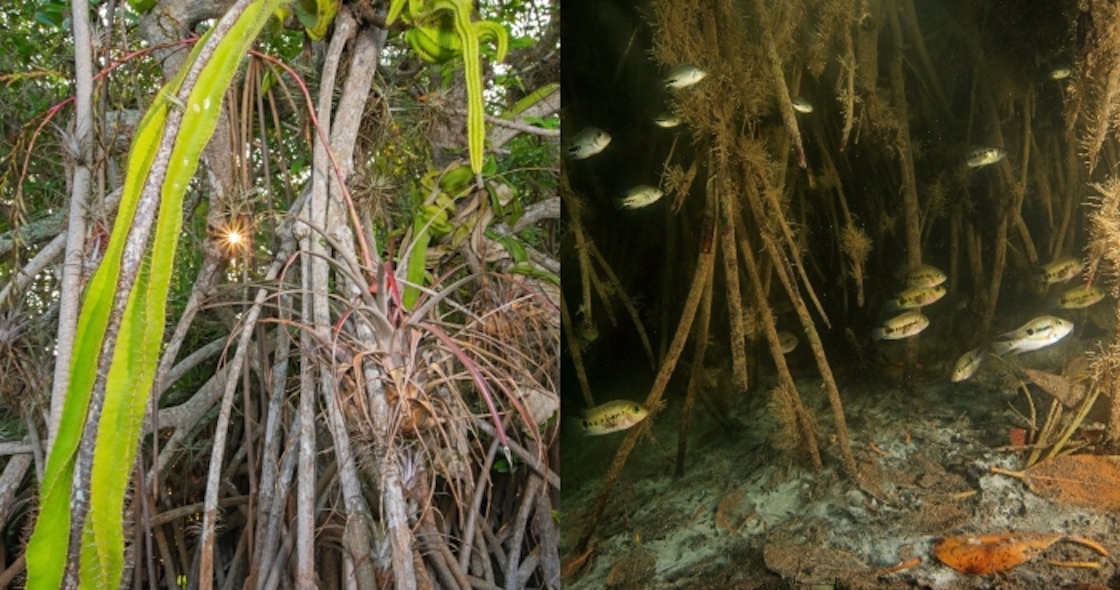 bosque-manglares-tabasco-mexico