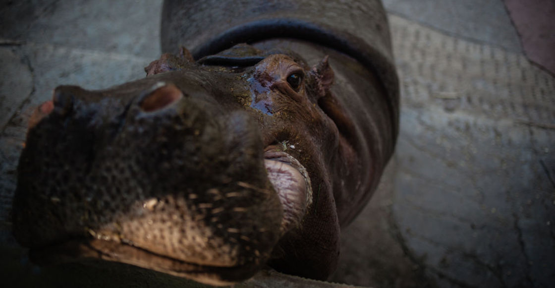 colombia-hipopotamos-cocaina-escobar