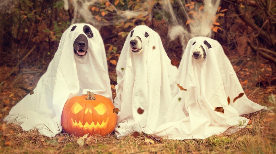 ¿Puedes encontrar al fantasma entre las calaveras en este reto visual de Halloween?