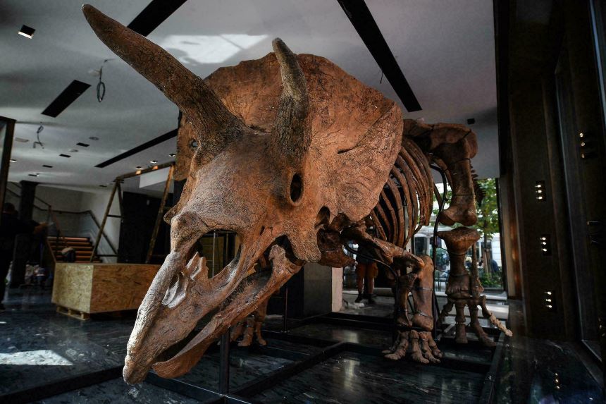 ¡Nos lo ganaron! El mayor esqueleto de triceratops en el mundo fue subastado en París