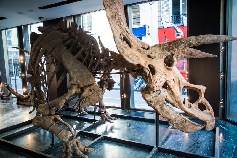 ¡Nos lo ganaron! El mayor esqueleto de triceratops en el mundo fue subastado en París
