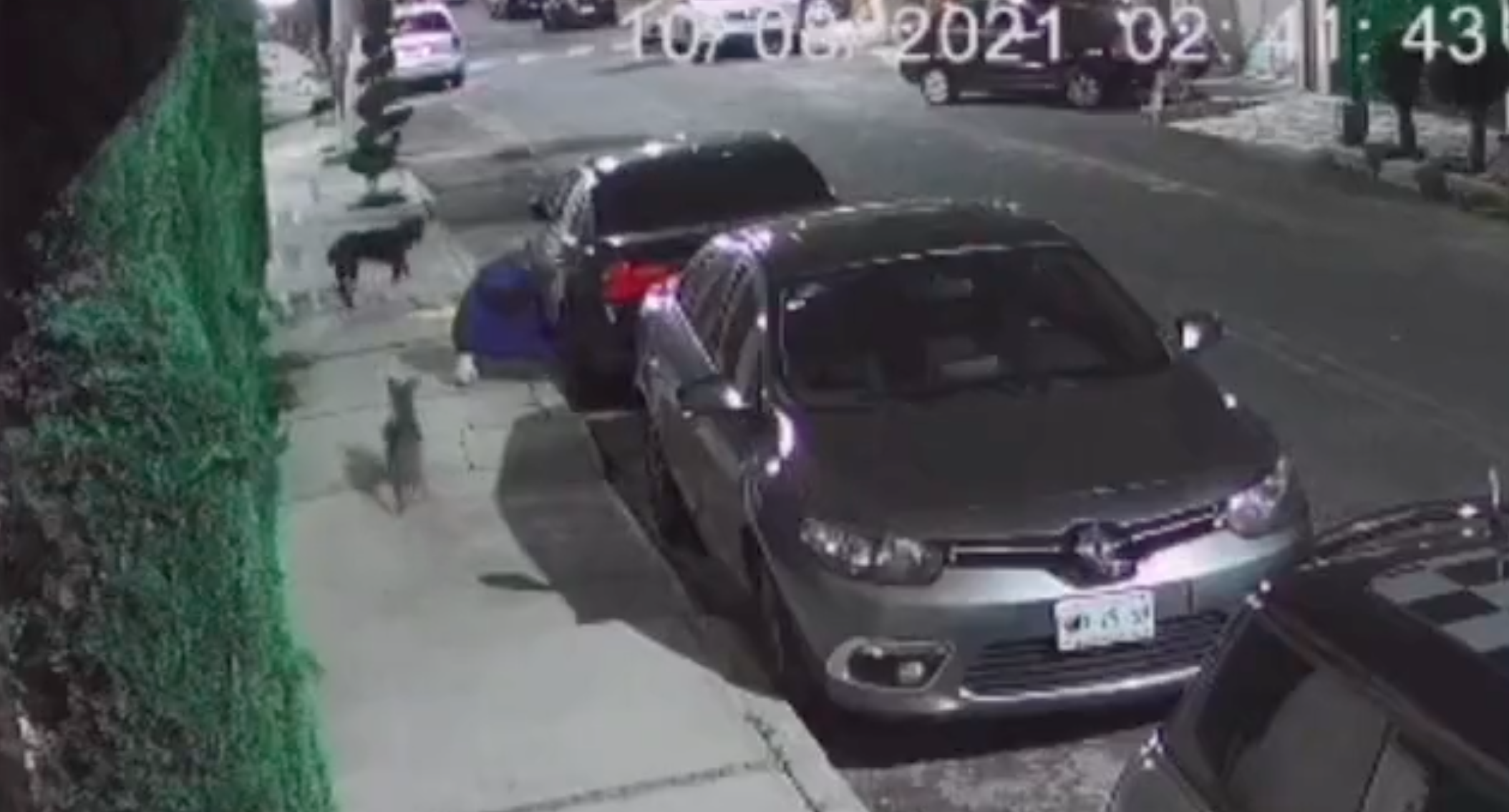 ¿Compañeros del crimen? Hombre roba autopartes acompañado de sus perritos, en CDMX 