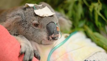 koala-vacunacion-vacunas-brote-pandemia-clamidia-australia-02