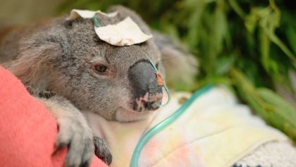koala-vacunacion-vacunas-brote-pandemia-clamidia-australia-02
