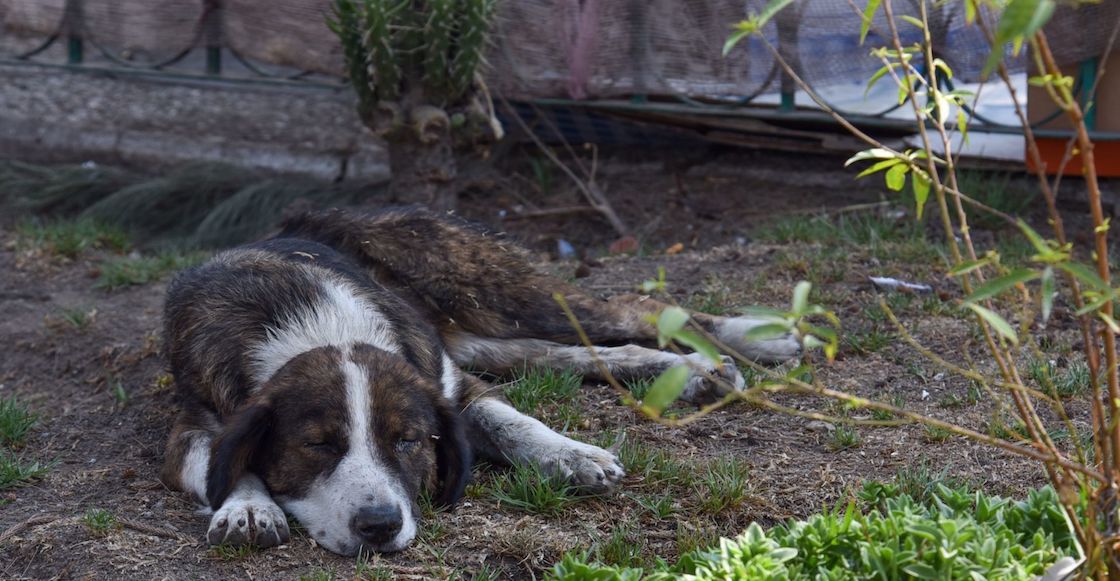multaran-quien-alimente-animales-merida