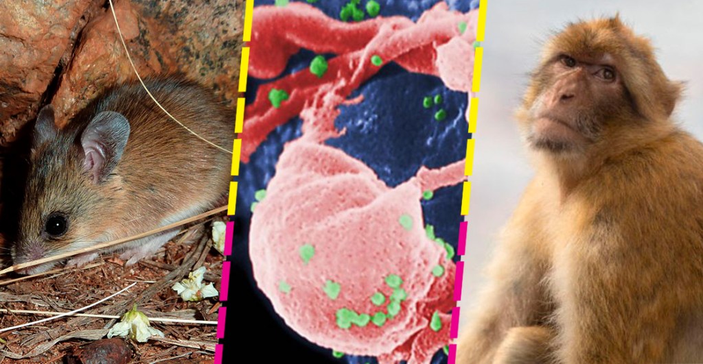 mutacion-monos-ratones-detuvo-vih-ebola