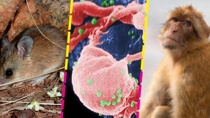 mutacion-monos-ratones-detuvo-vih-ebola