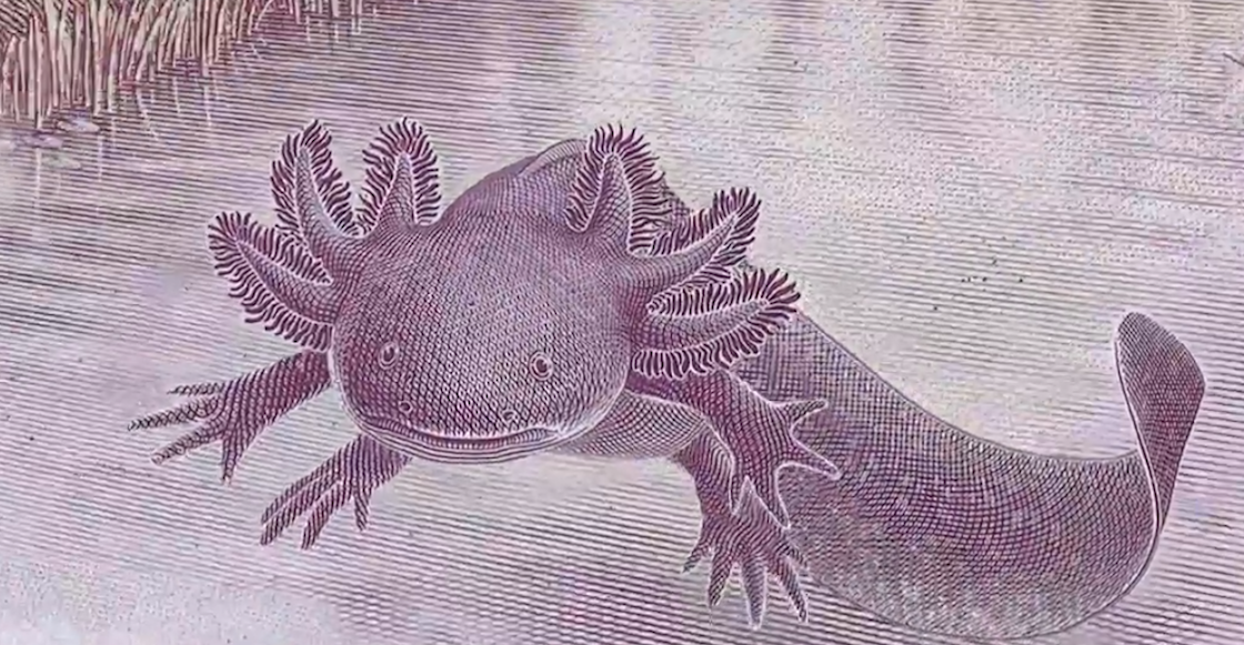 nuevo-bilete-50-pesos-detalles-fotos-videos-ajolote-tenochtitlan-monolito-xochimilco-banco-mexico-02