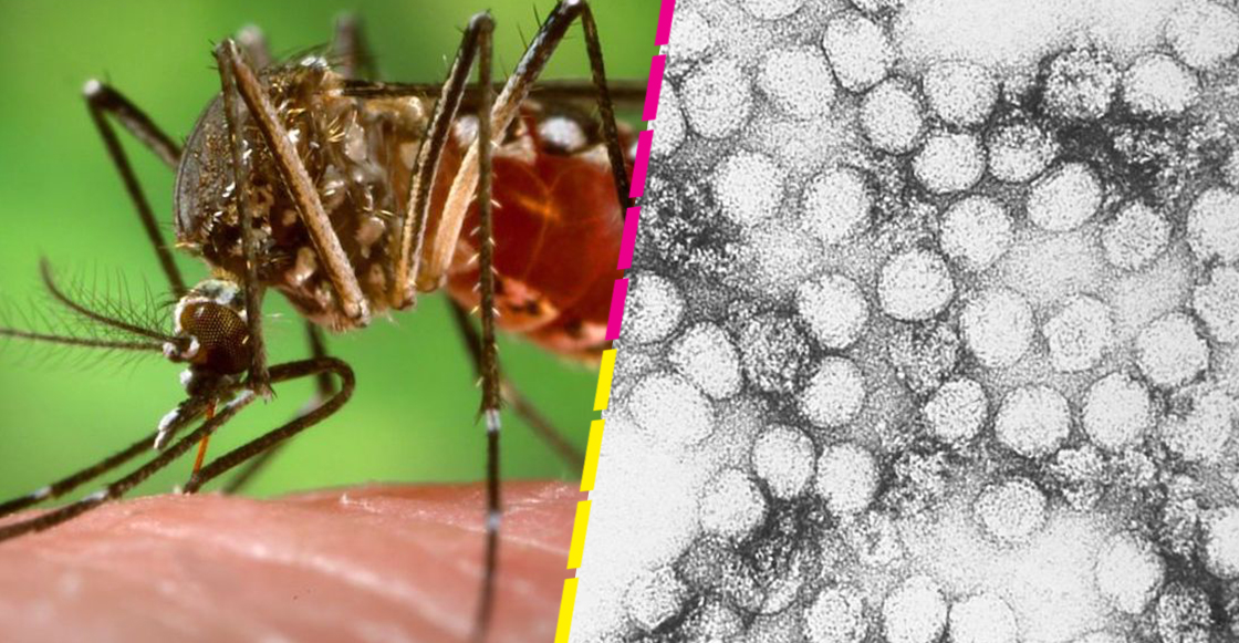 oms-brote-fiebre-amarilla-venezuela