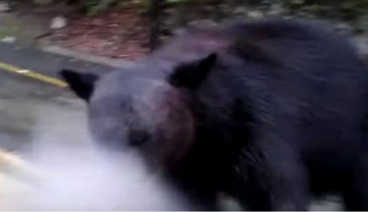 HDLCH: Hombre en Nuevo León rocía a oso con gas lacrimógeno 