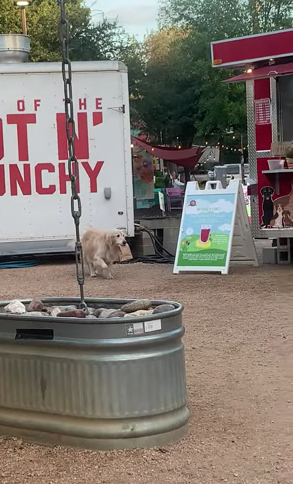 ¿El empleado del año? Perrito es el repartidor estrella de un food truck y se hace viral