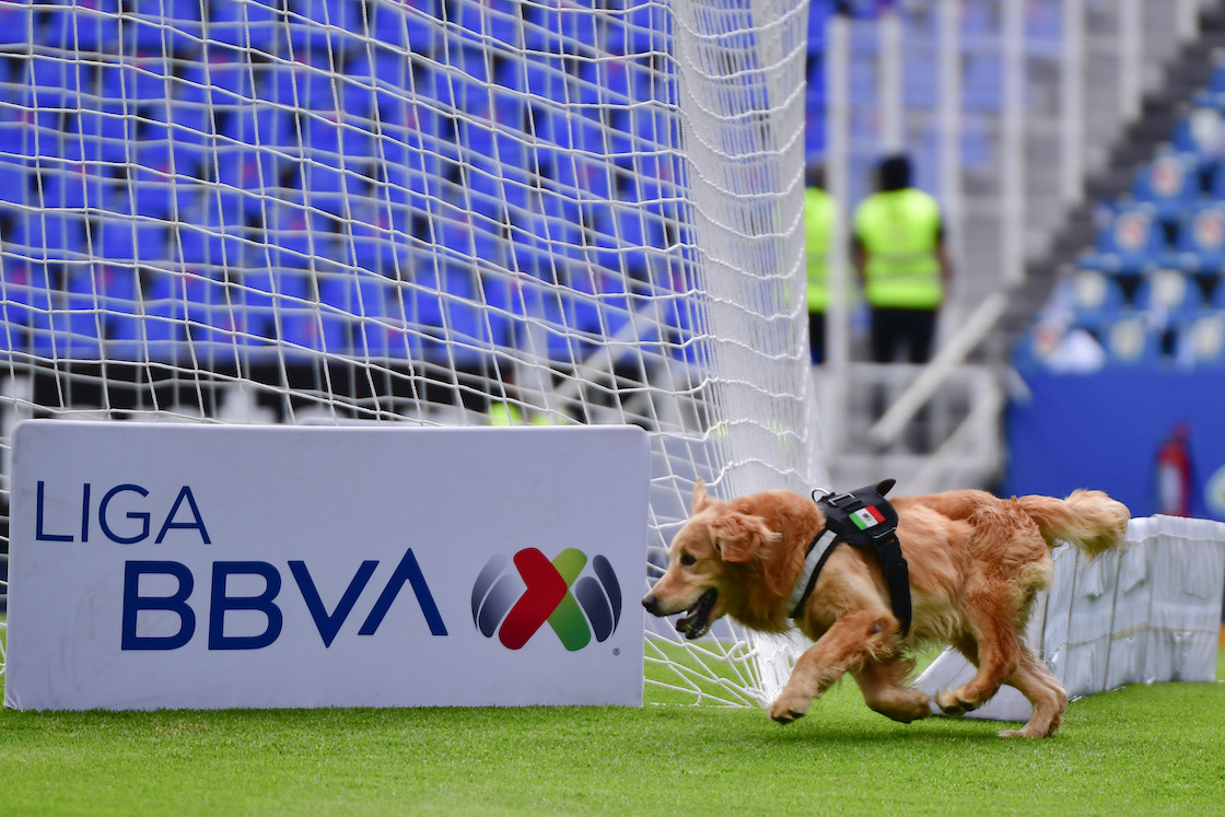 ¡Ideas perronas! El Corregidora de Querétaro tendrá zonas exclusivas para perritos en las tribunas
