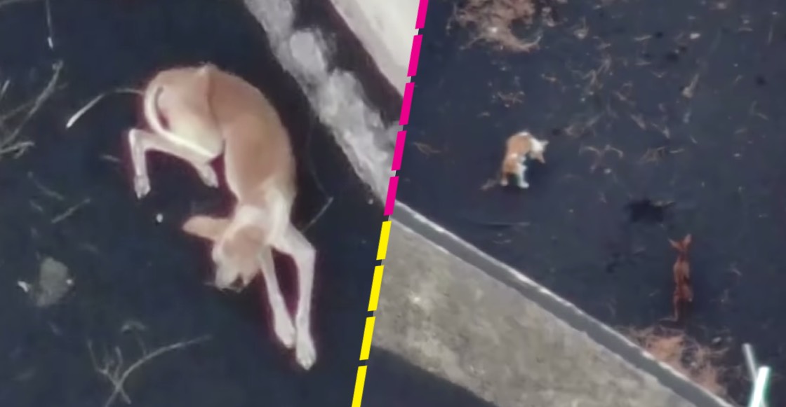 Perritos quedan atrapados por la lava del volcán La Palma; les llevan comida con drones