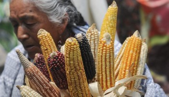 CIUDAD DE MÉXICO, 21MAYO2016.- Decenas de organizaciones sociales y ambientalistas, como Greenpeace, realizaron una marcha para manifestar su rechazo a la siembra de los maíces genéticamente alterados y exigir al gobierno federal la cancelación de los permisos a la empresas que los distribuyen, principalmente a Monsanto.
