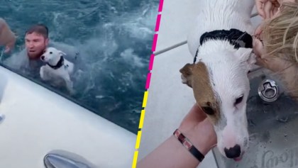 ¡Se rifaron! Rescatan a perrito que nadaba en pleno mar abierto de Florida