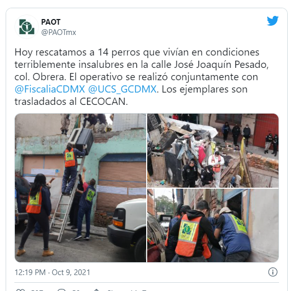 CDMX: Rescatan a 14 perritos maltratados gracias a un operativo en la colonia Obrera