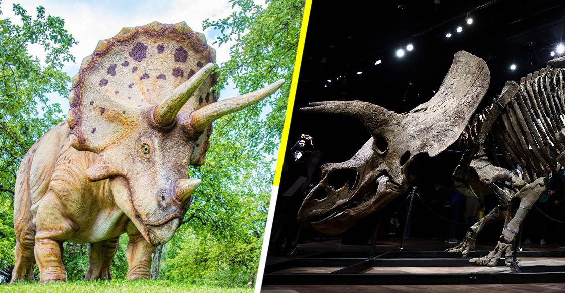 ¡Nos lo ganaron! El mayor esqueleto de triceratops en el mundo fue subastado en París