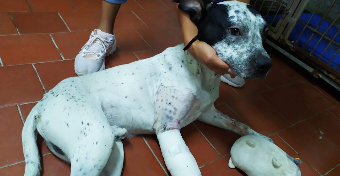 temo-perrito-metro-buscan-familia