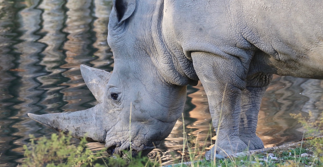 toby-rinoceronte-blanco-muere-mas-viejo-mundo