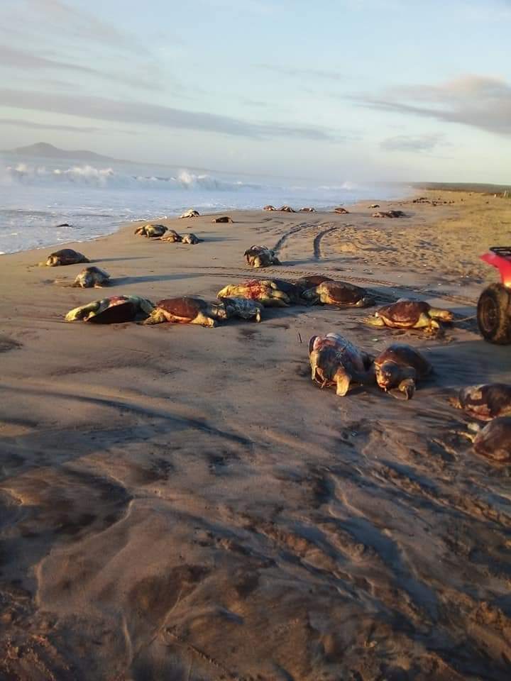 tortugas-muertas-oaxaca-varamiento