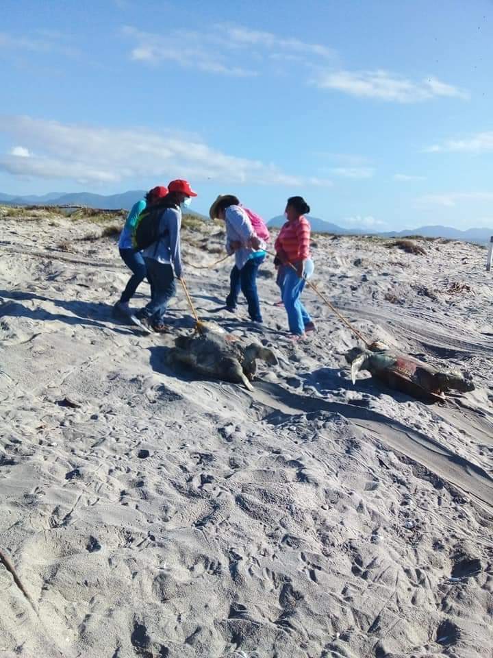 tortugas-muertas-oaxaca