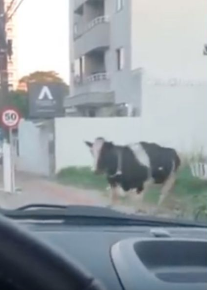 Y no fue en Monterrey: Vaca atropella a motociclista y se vuelve viral 