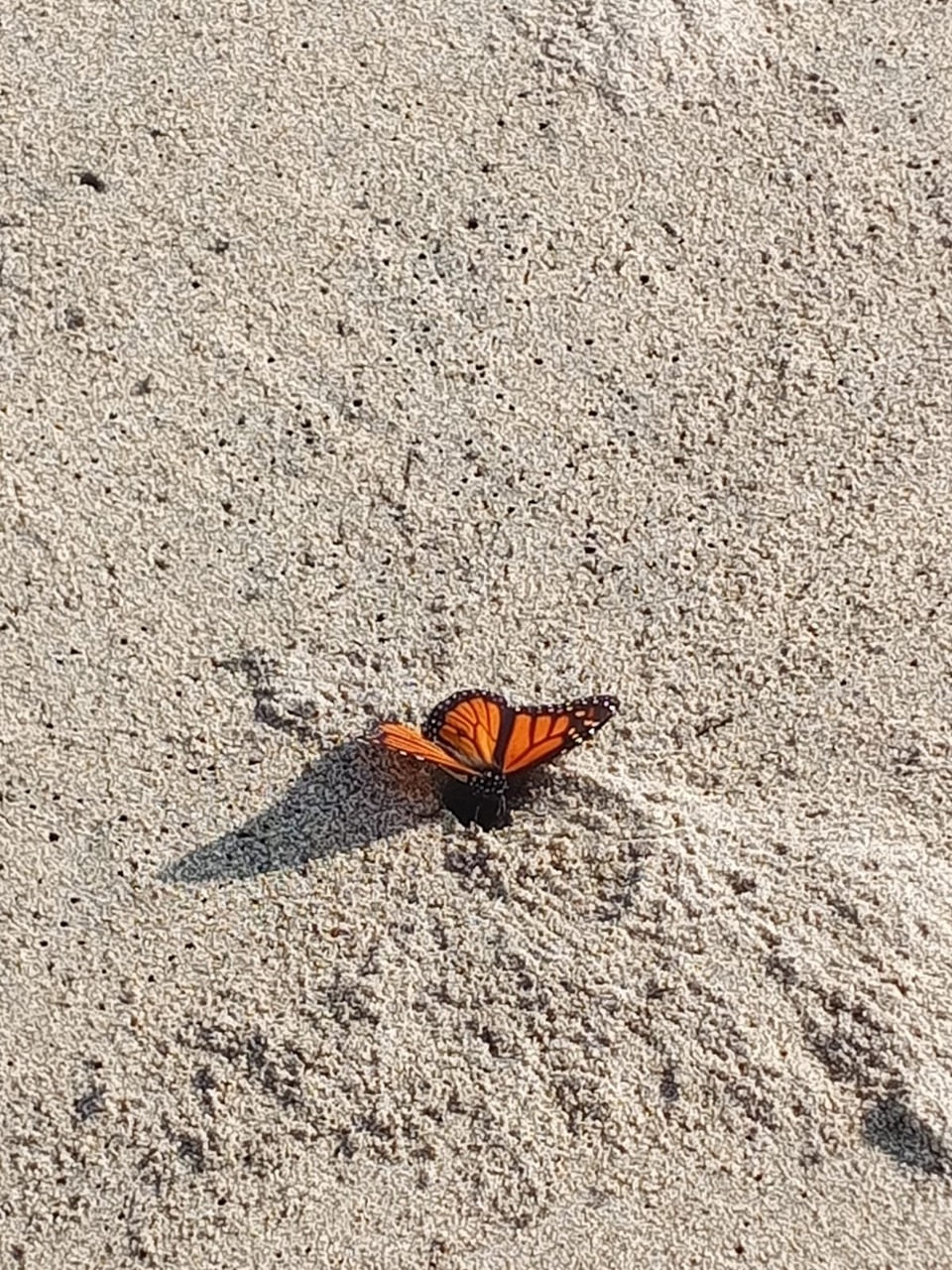 mariposa en la playa