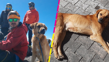 Héroes sin capa: Alpinistas rescatan a un perrito en peligro en el Pico de Orizaba