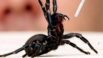 ¡Llamen a Spiderman! Zoológico australiano adquiere una araña de embudo gigante