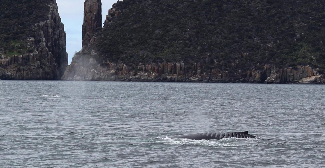 ballena-heridas-bladerunner