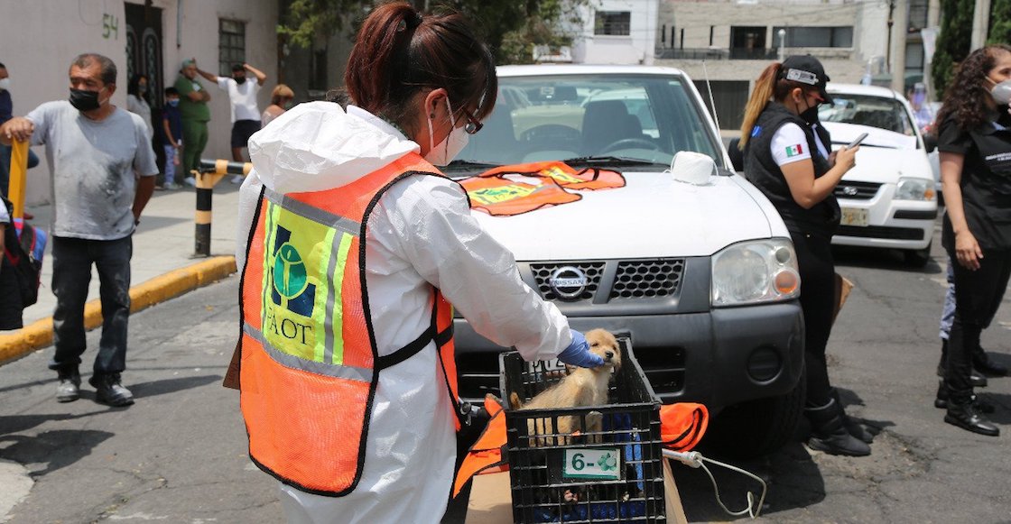 condenan-hombre-maltrato-perritos-paot