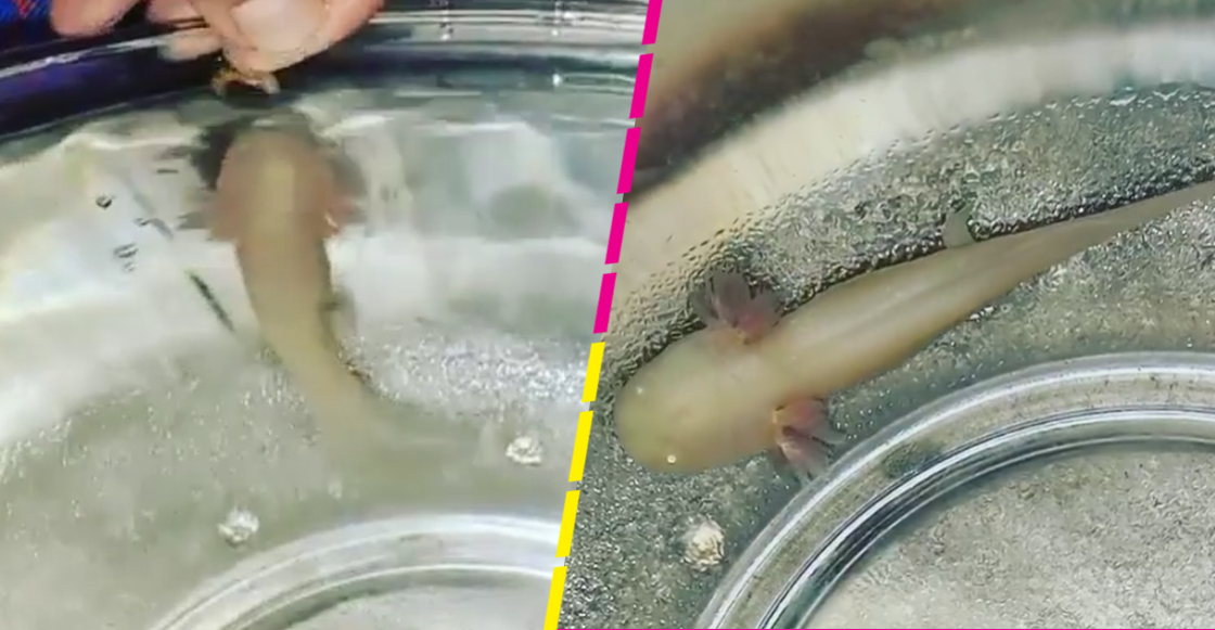 Encuentran un ajolote bebé abandonado en una iglesia de Venezuela