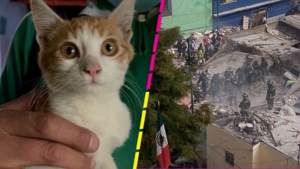 Encuentran con vida a Max, el gatito que se había extraviado tras explosión de Pensil Norte en CDMX