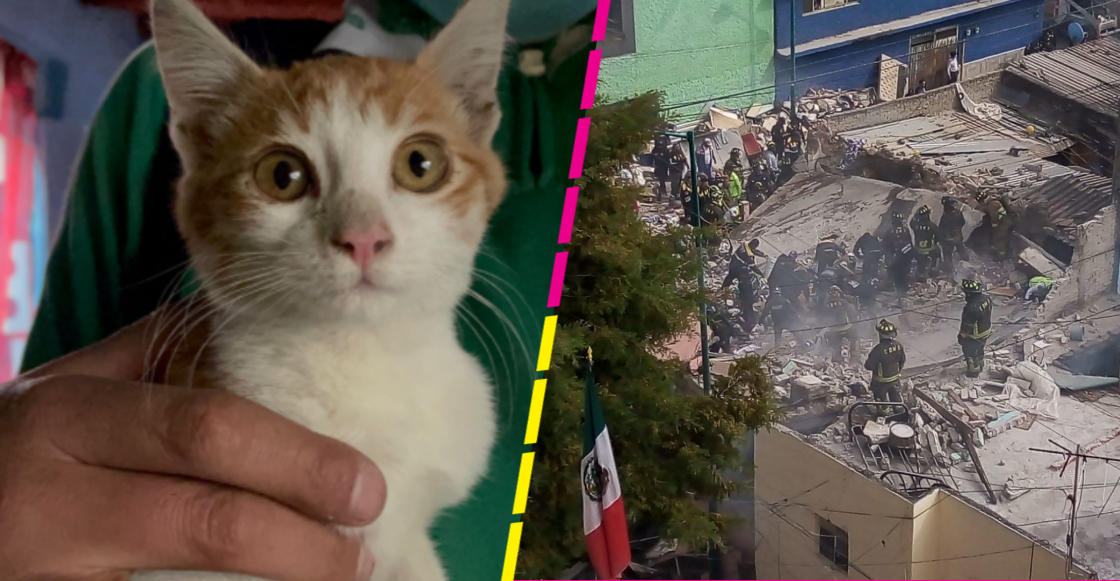 Encuentran con vida a Max, el gatito que se había extraviado tras explosión de Pensil Norte en CDMX