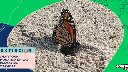extincion-mariposa-monarca-playas-oaxaca