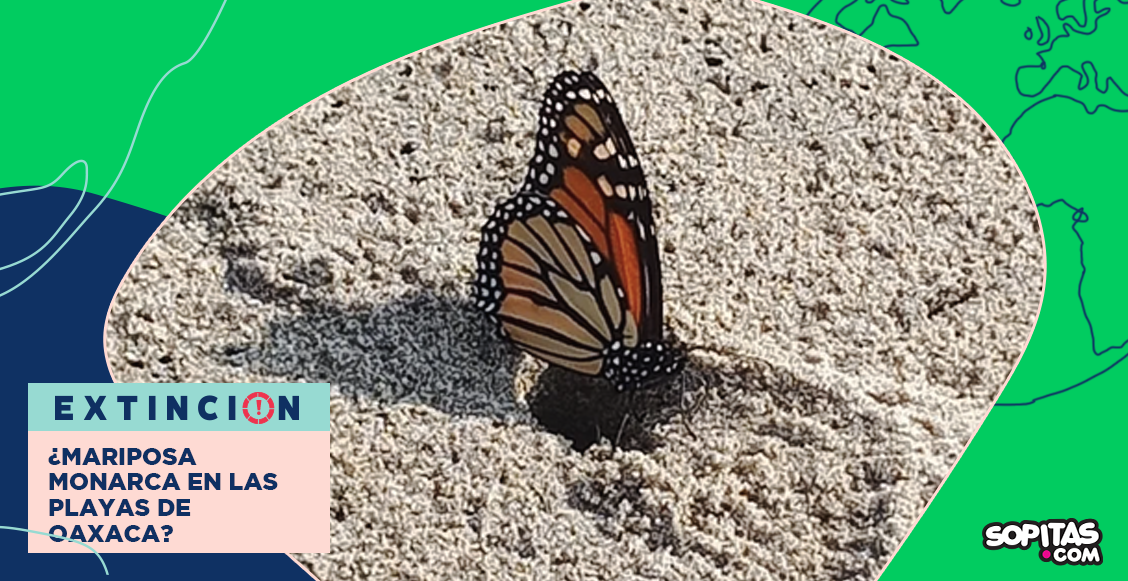 extincion-mariposa-monarca-playas-oaxaca