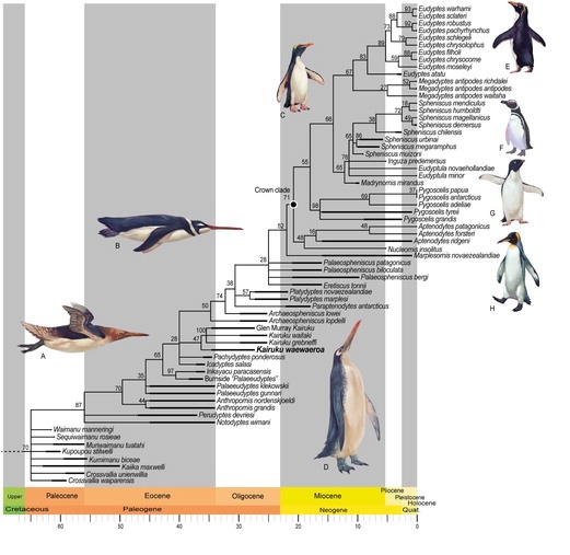 fosil pingüino gigante nueva zelanda 2