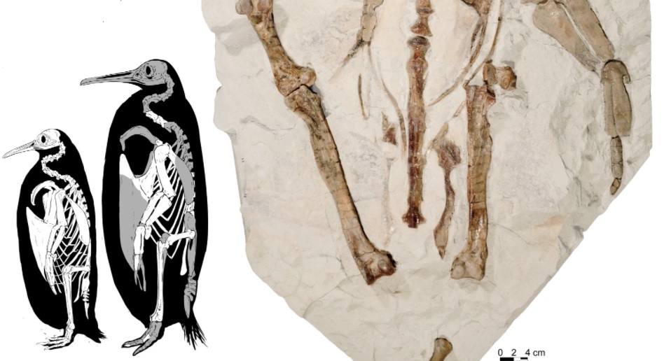 fosil pingüino gigante nueva zelanda