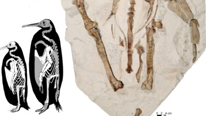 fosil pingüino gigante nueva zelanda