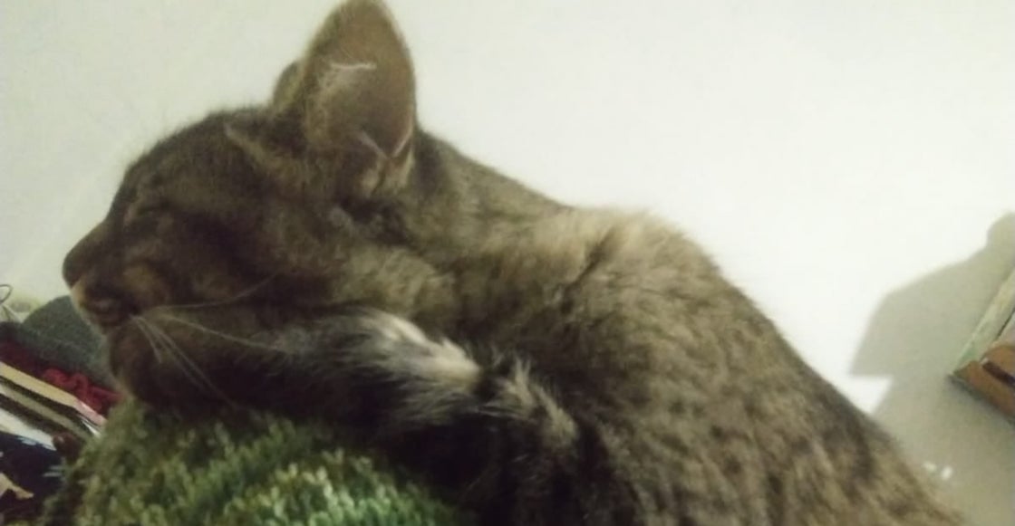 gatita-zacatecas-ginny