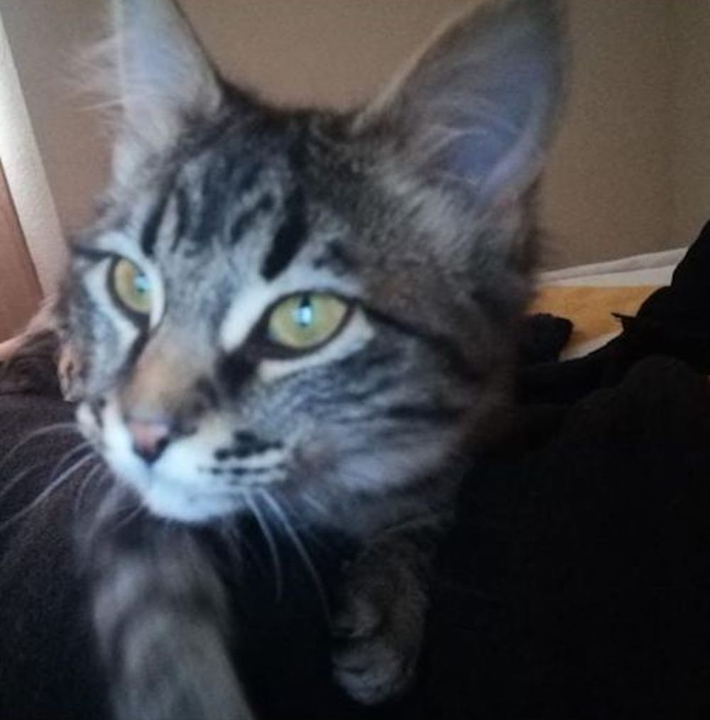 gatita-zacatecas-justicia