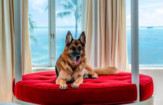 La historia detrás de ‘Gunther VI’, el perro millonario que vende su mansión en Miami